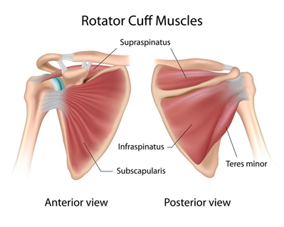 Rotator Cuff Surgery and Physio - Essendon Physio Group can help.